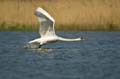 014 Höckerschwan im Flug (Cygnus olor)